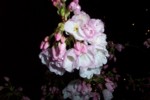 Nighttime flower