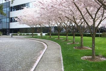 More petalstorms