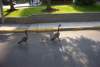 The family walk