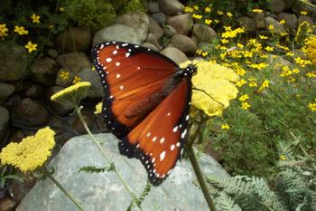 Another butterfly