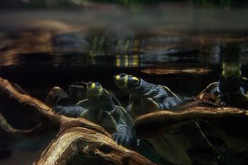 Three turtles