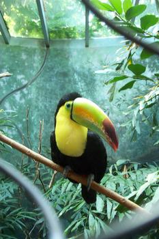 Toucan