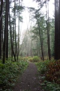 Forest Path
