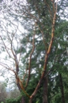 Madrone tree