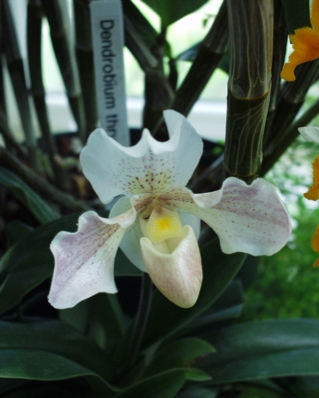 Orchid