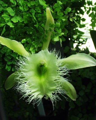 Orchid