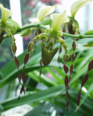 Orchid