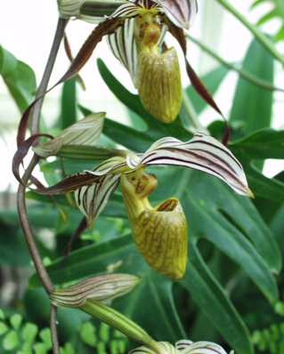 Orchid