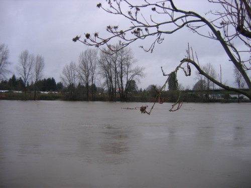 Lewis River Flooding