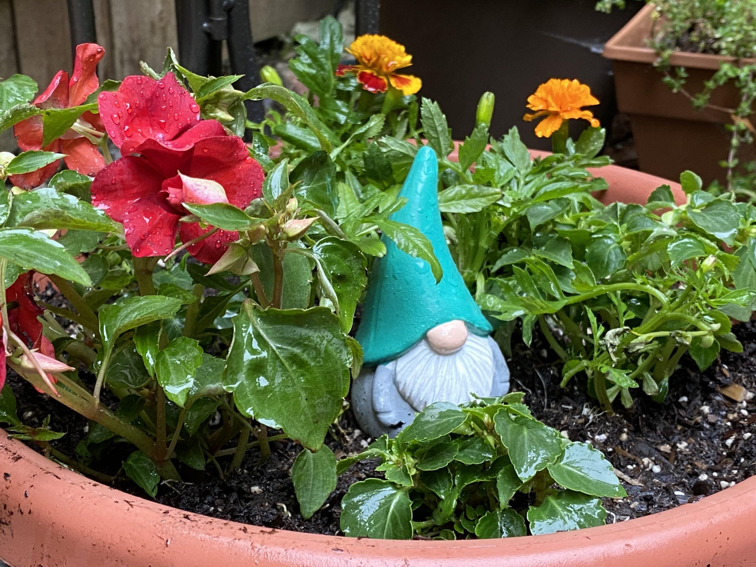 A small garden gnome with a teal green cap sits among flowers in a flowerpot.