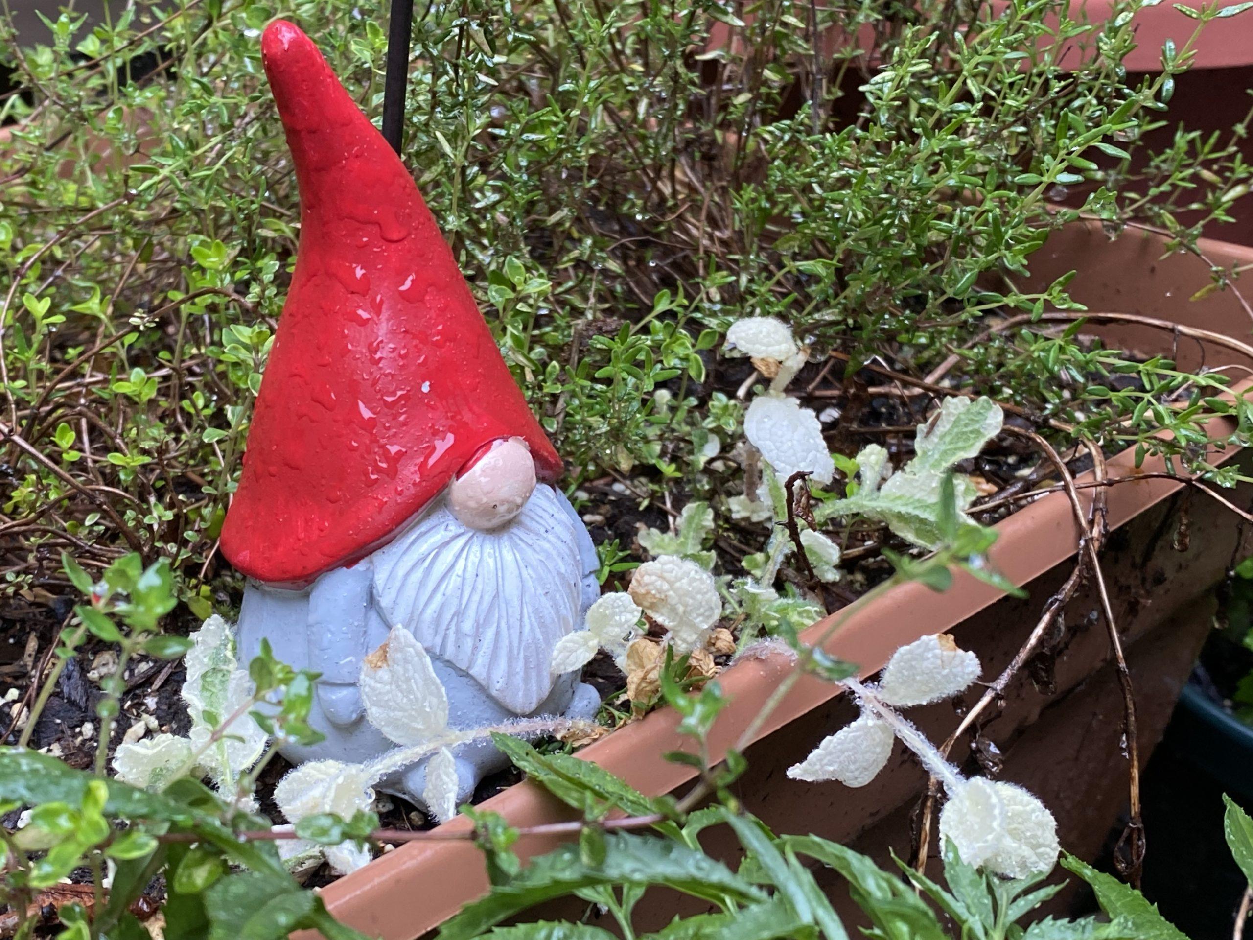 A small garden gnome with a red cap sits among flowers in a flowerpot.