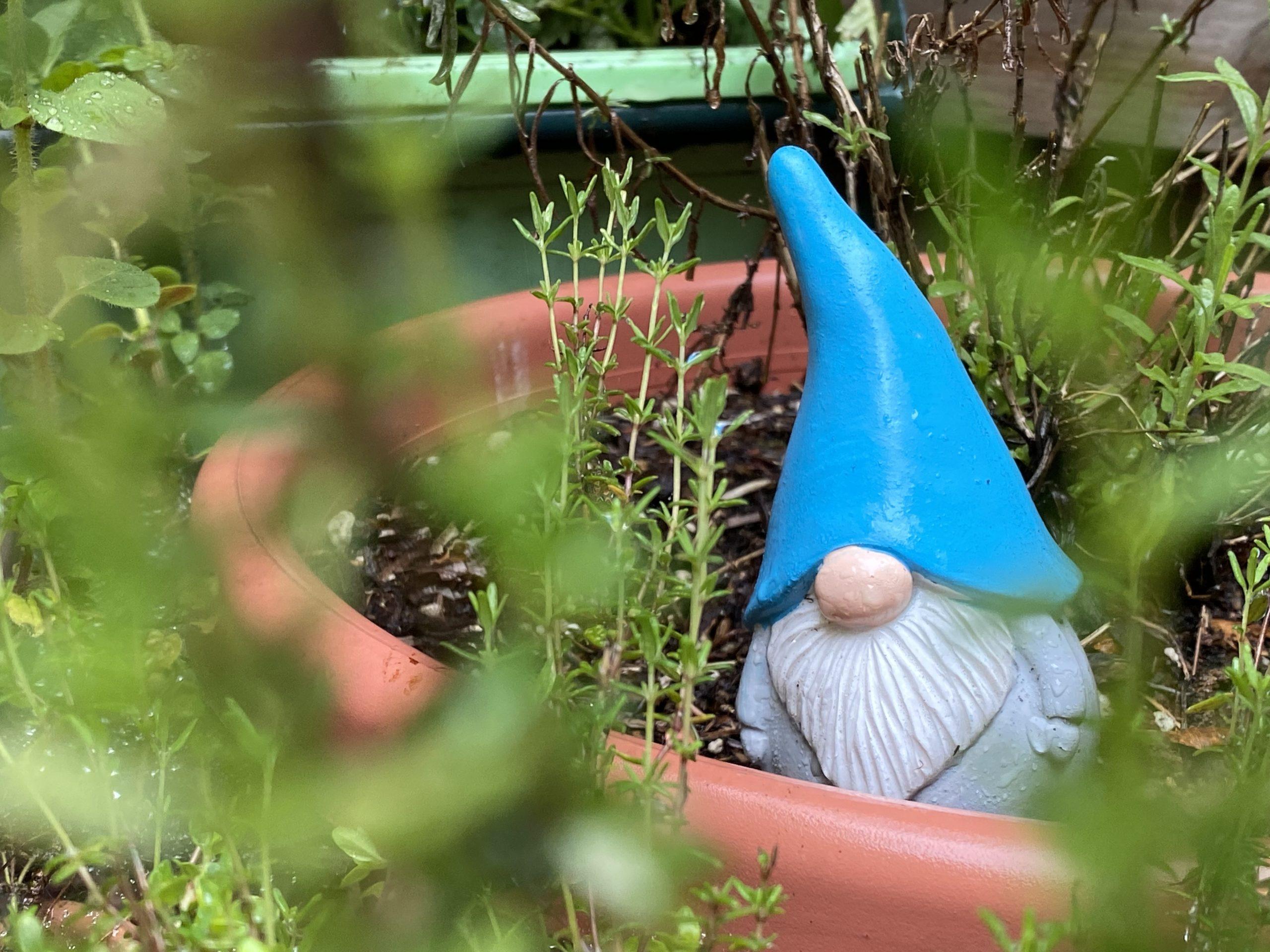 A small garden gnome with a bright blue cap sits among flowers in a flowerpot.