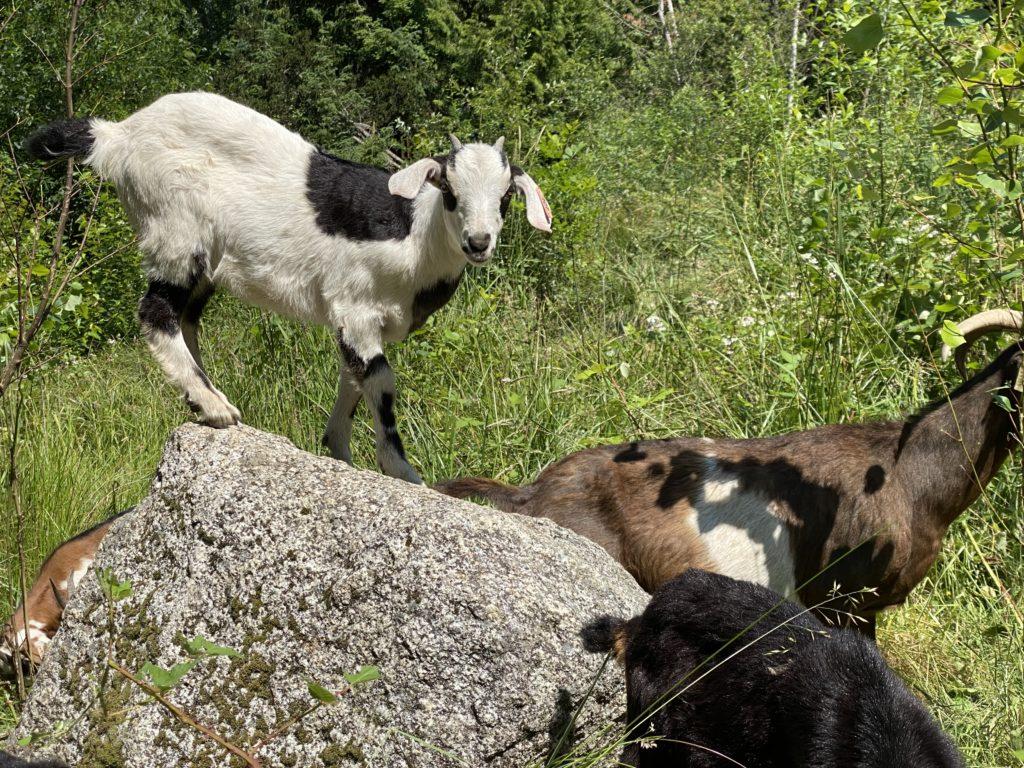A kid (the juvenile goat kind) standing on top of a rock and looking towards the viewer. Other goats are gathered around the rock.