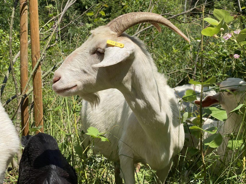 A white goat with well developed horns looking to its right.