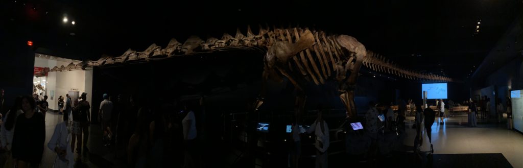 A panoramic photo of the Titanosaur skeleton in the NYC Museum of Natural History