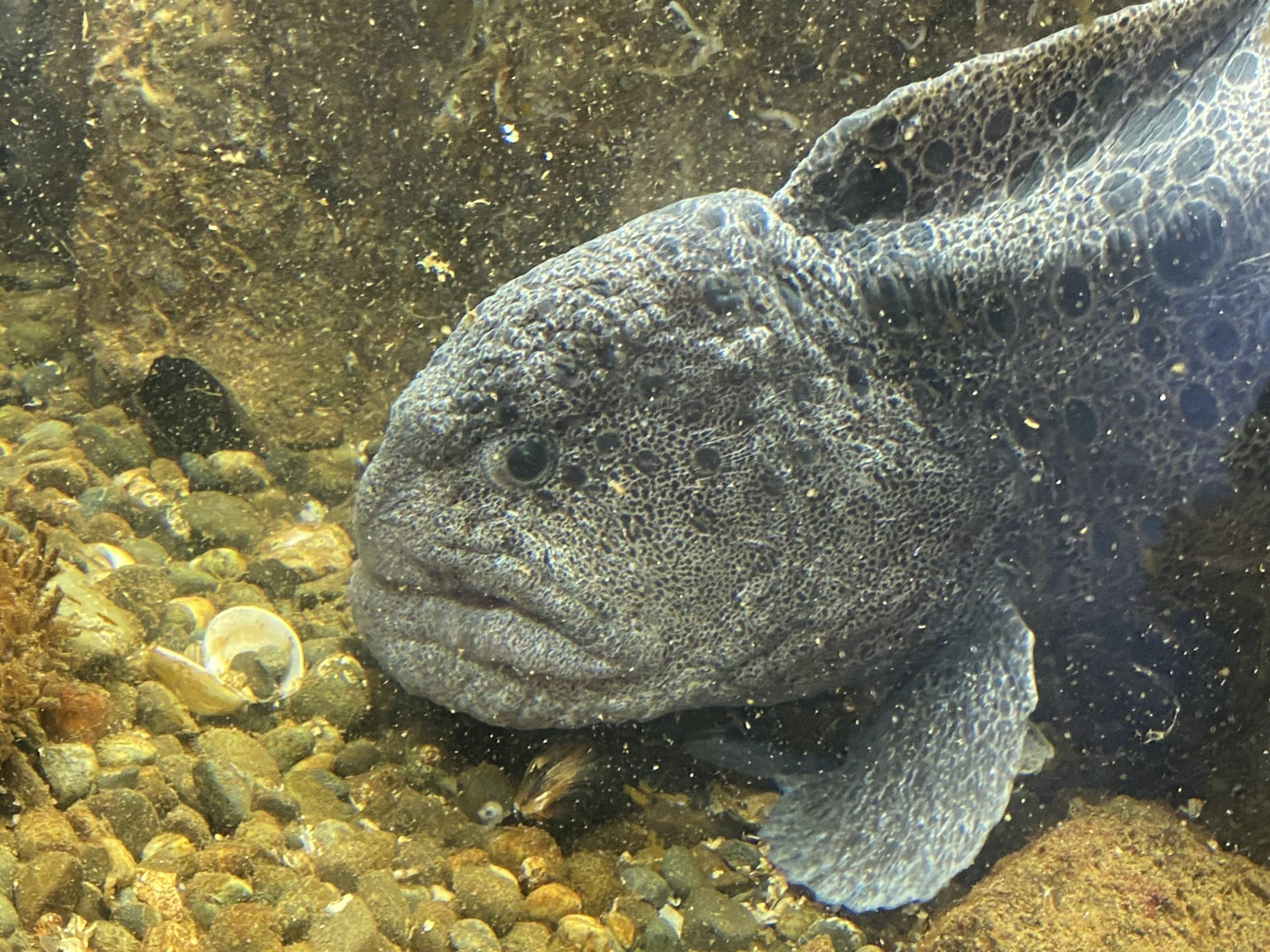 A grey with dark spots, slightly lumpy, and very grumpy-looking wolf eel.