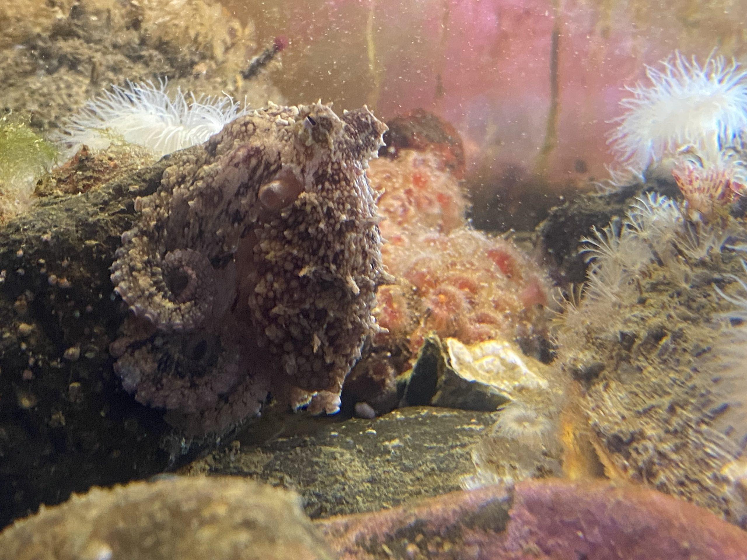 A small red octopus, with a darker grey-ish color and spikey textured surface, sitting on a dark rock with its tentacles curled up under its body.