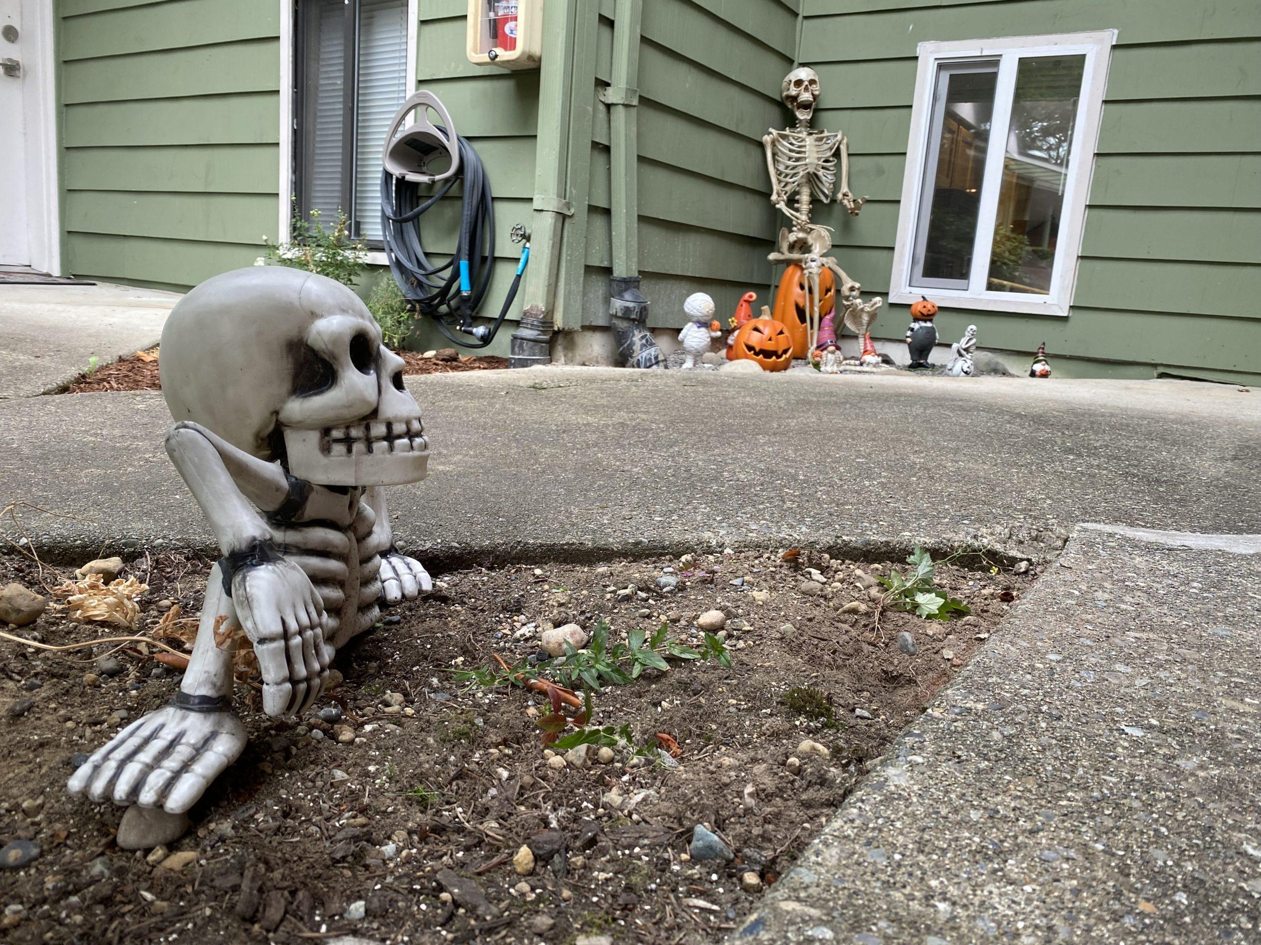 A ground-level-shot of Halloween decorations in front of our house. In the foreground, a skeleton appears to be coming up through the ground. More decorations are visible in the background.