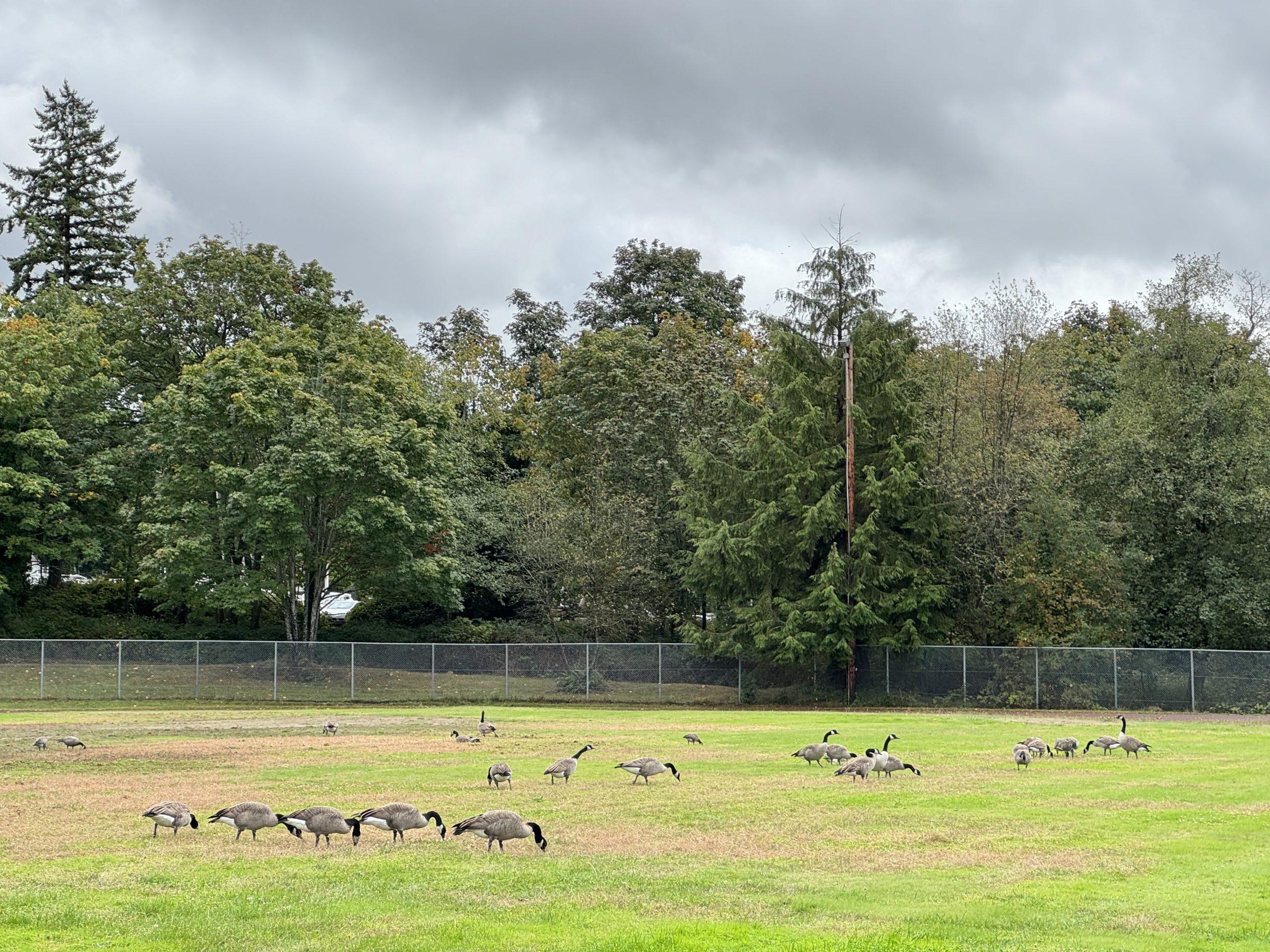 A flock of Canadian geese snacking in a field in the center of a sports track.