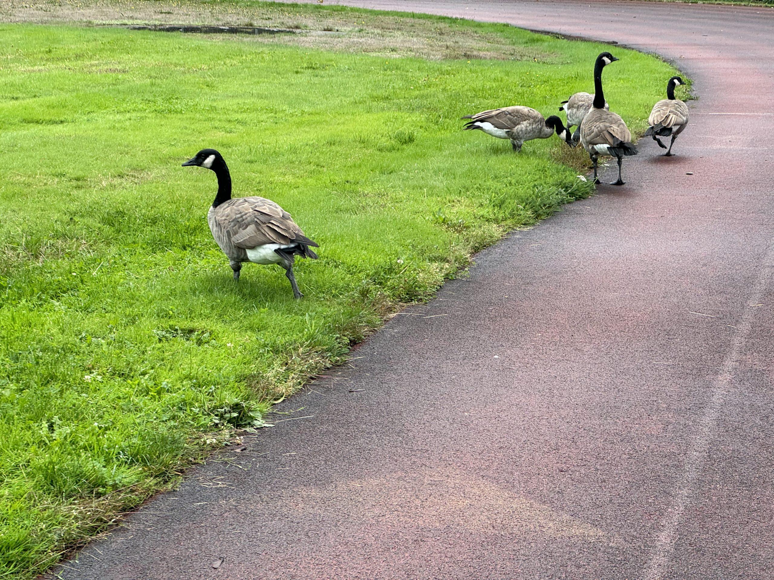 Several Canadian geese by the side of a sports track.