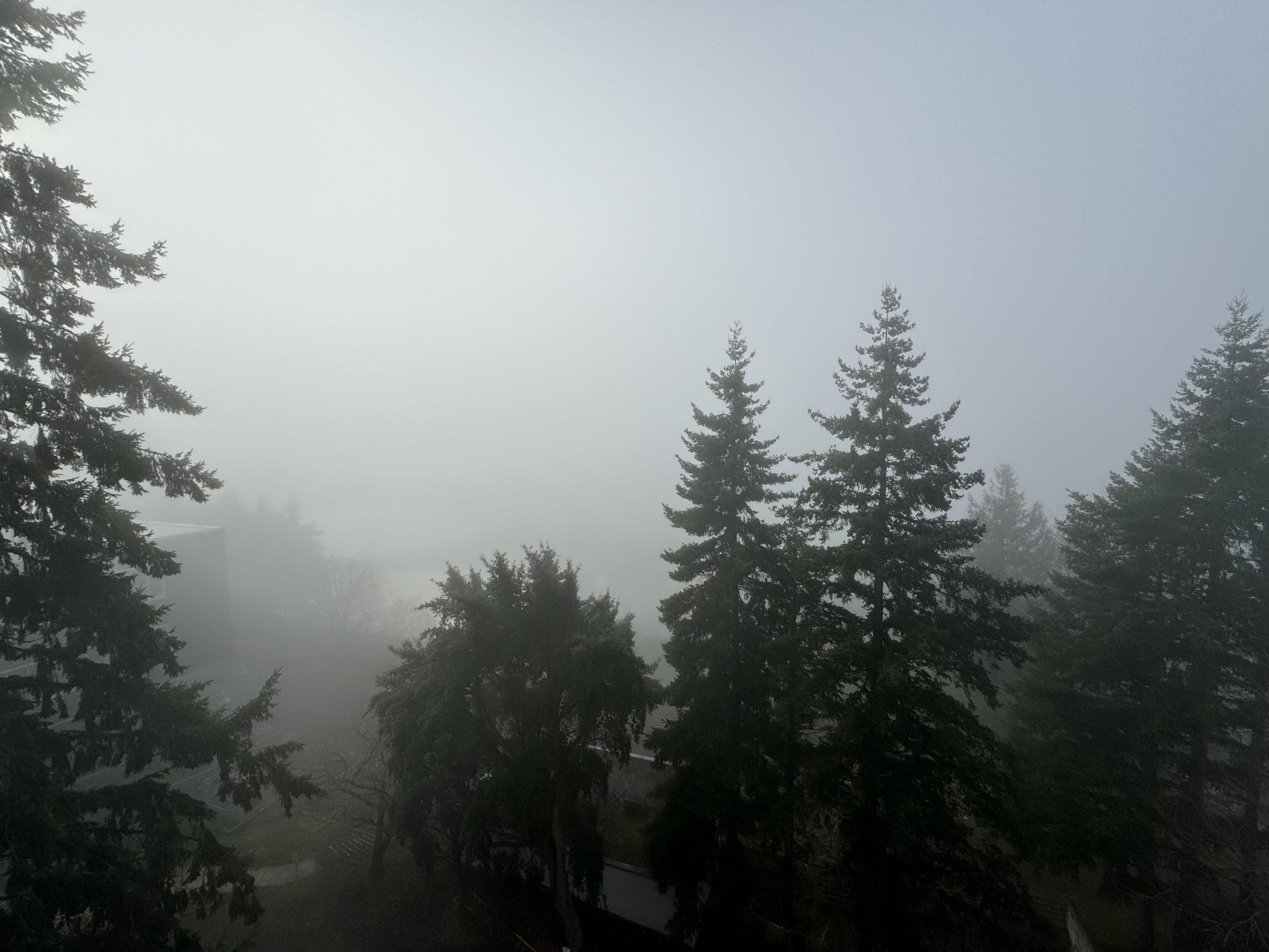 Trees just visible in fog that shrouds everything else from view.