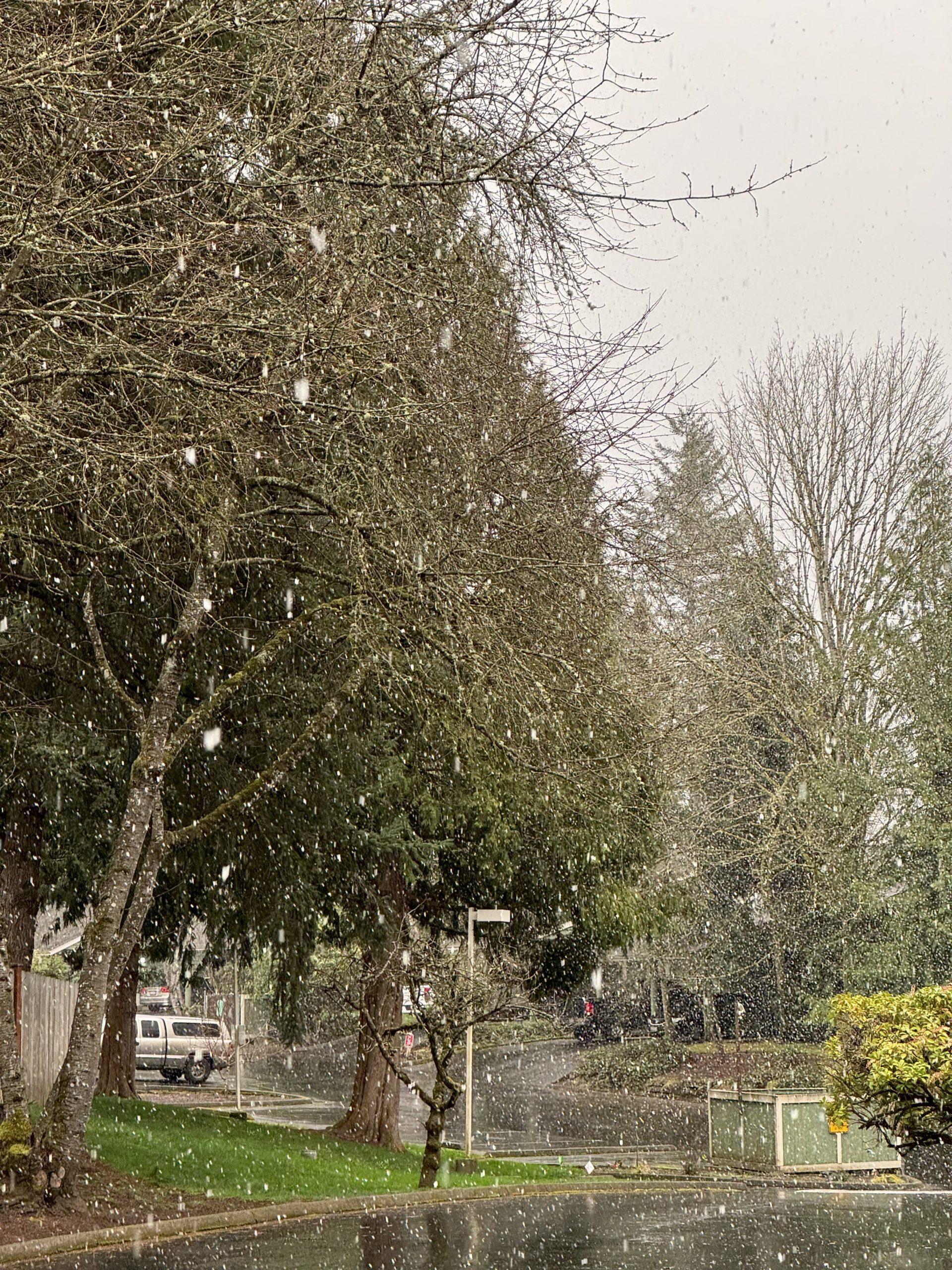 Neigborhood trees with large snowflakes falling onto wet pavement.