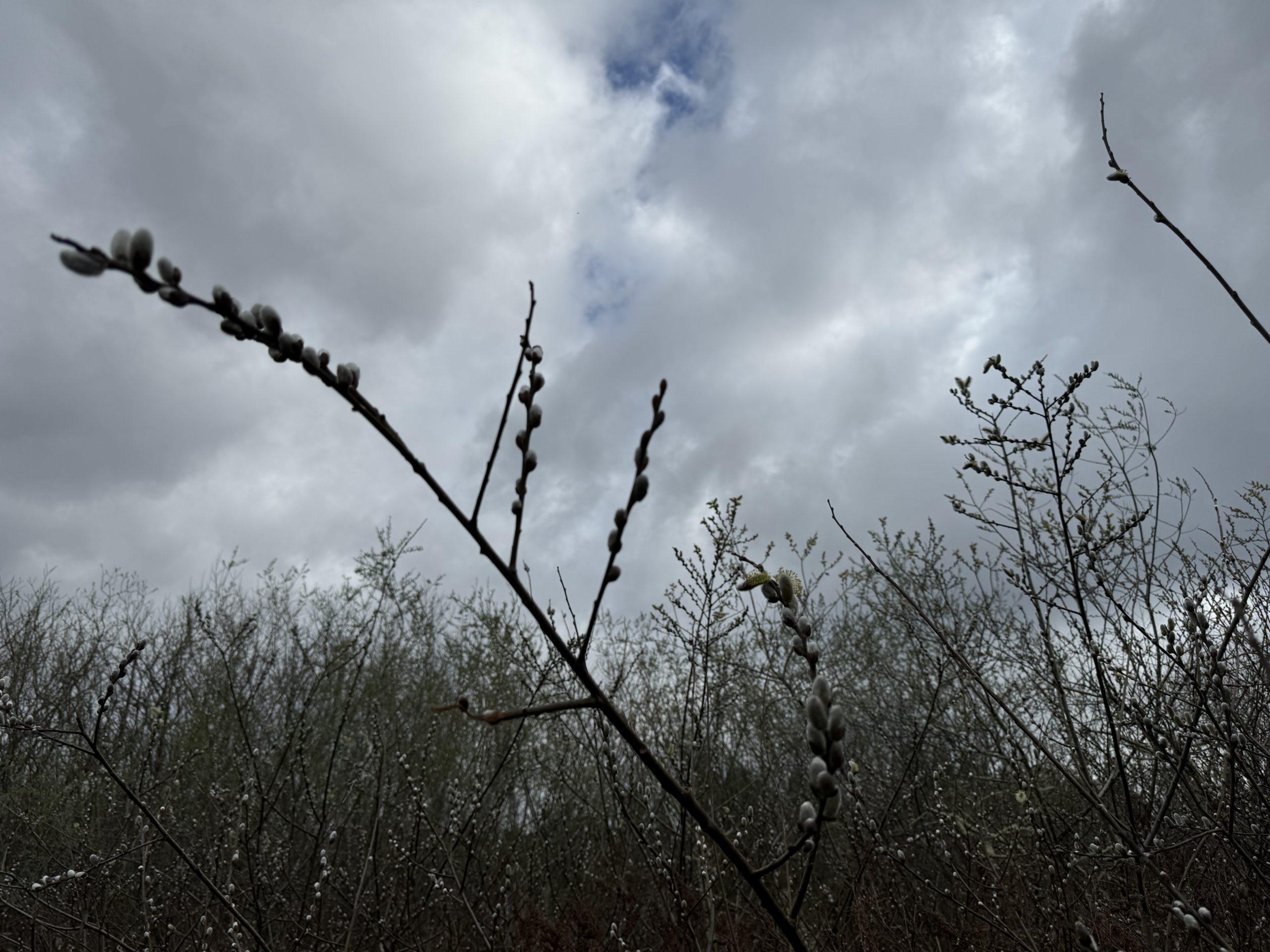 Just-budding pussywillows on a branch, shot from below so they're set against dramatic clouds in the sky.