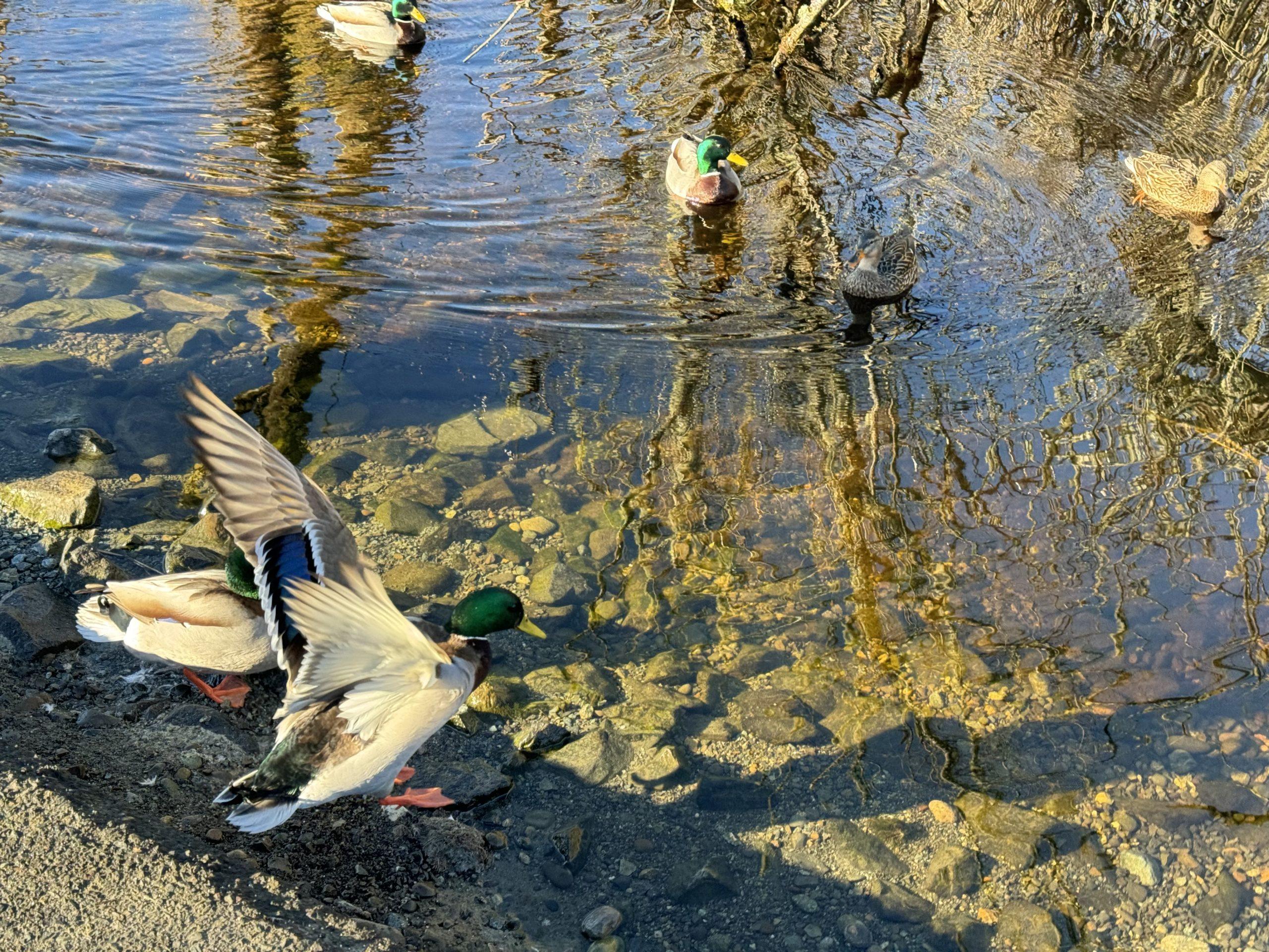 Ducks paddling in a small pond, with one flapping its wings.