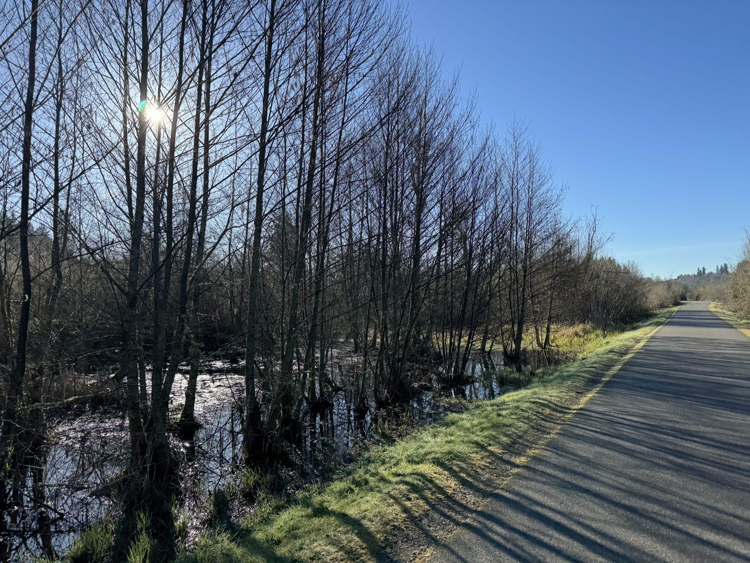 The sun shining through a line of bare trees growing out of marshland, casting shadows across the paved trail.
