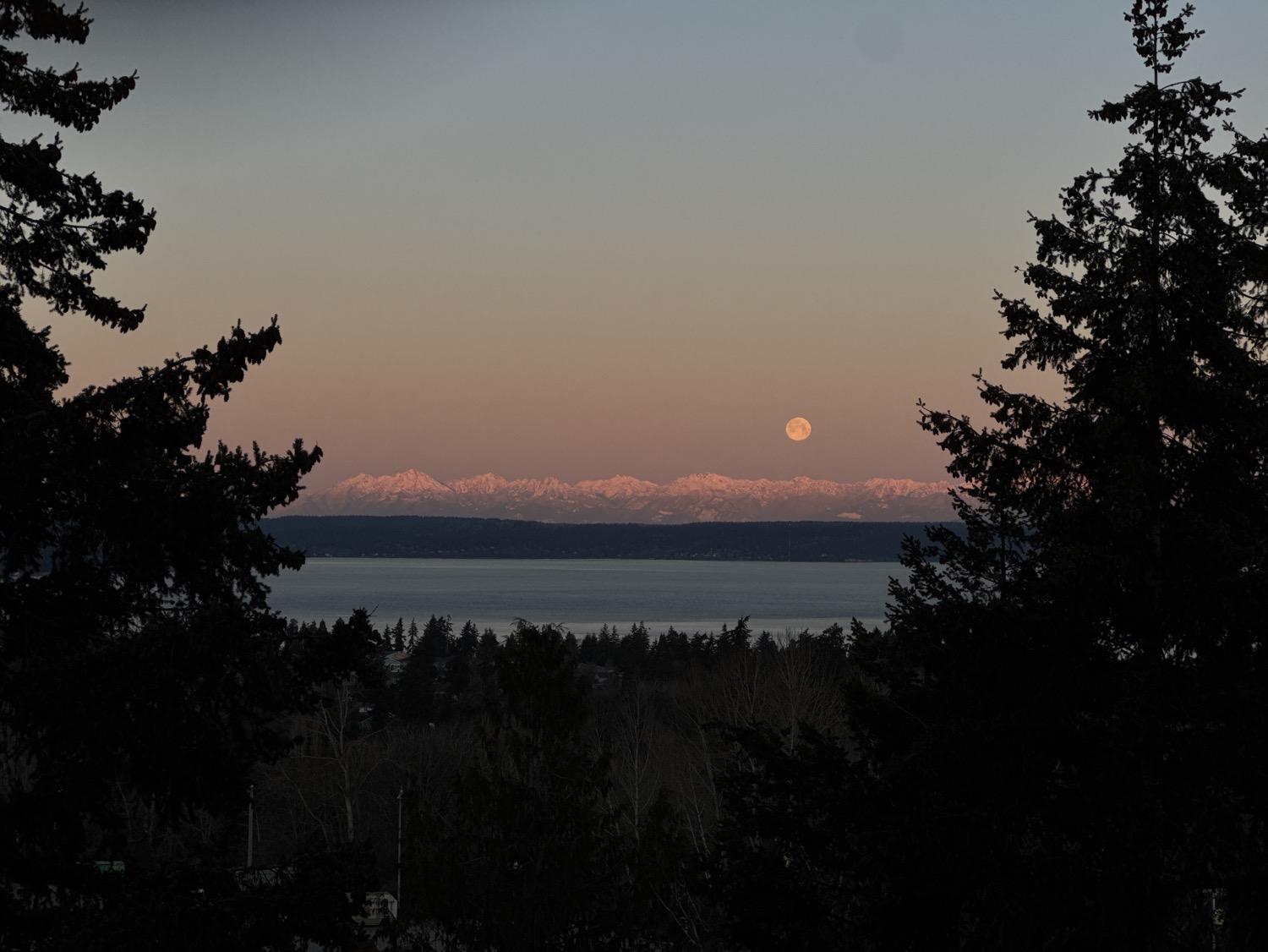 Framed by silhouetted tres, the full moon sets in a sky shading from light blue to pink over the pink-tinted snowcapped Olympic mountains across the water of the Puget sound.