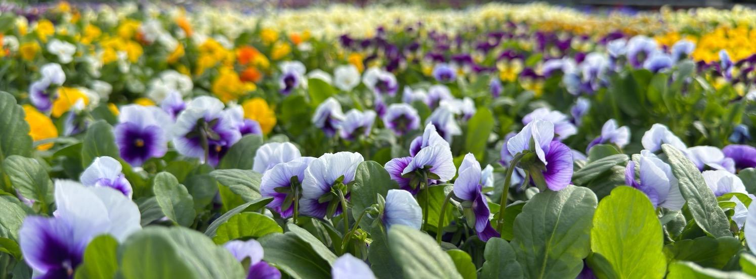 Rows of purple and white, yellow, and orange pansies.