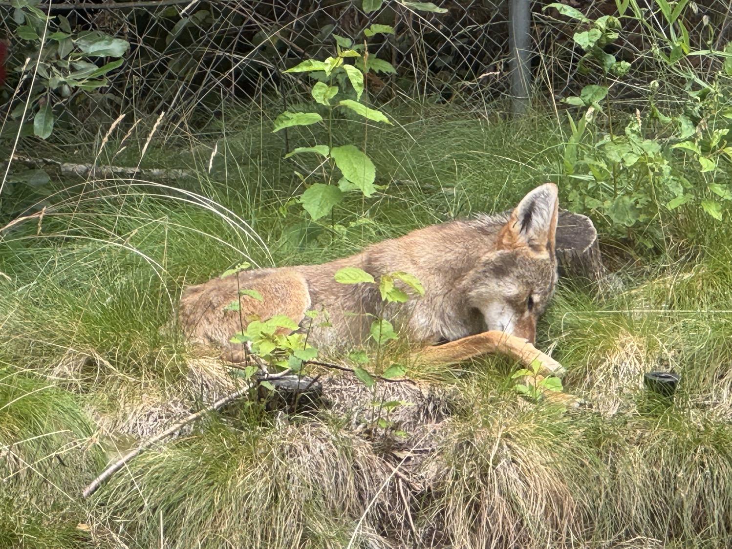IMG_4524.jpeg A light brown coyote lying in grass with its nose tucked under its forepaw.