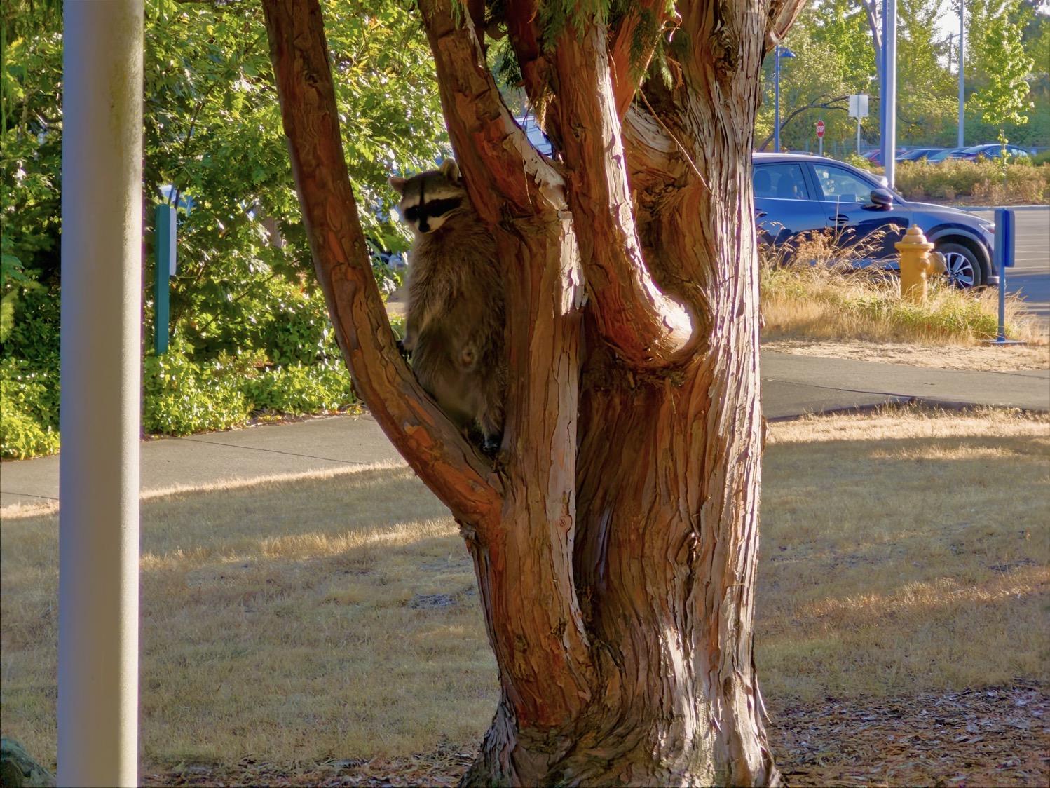 A raccoon sitting in a tree on a college campus.