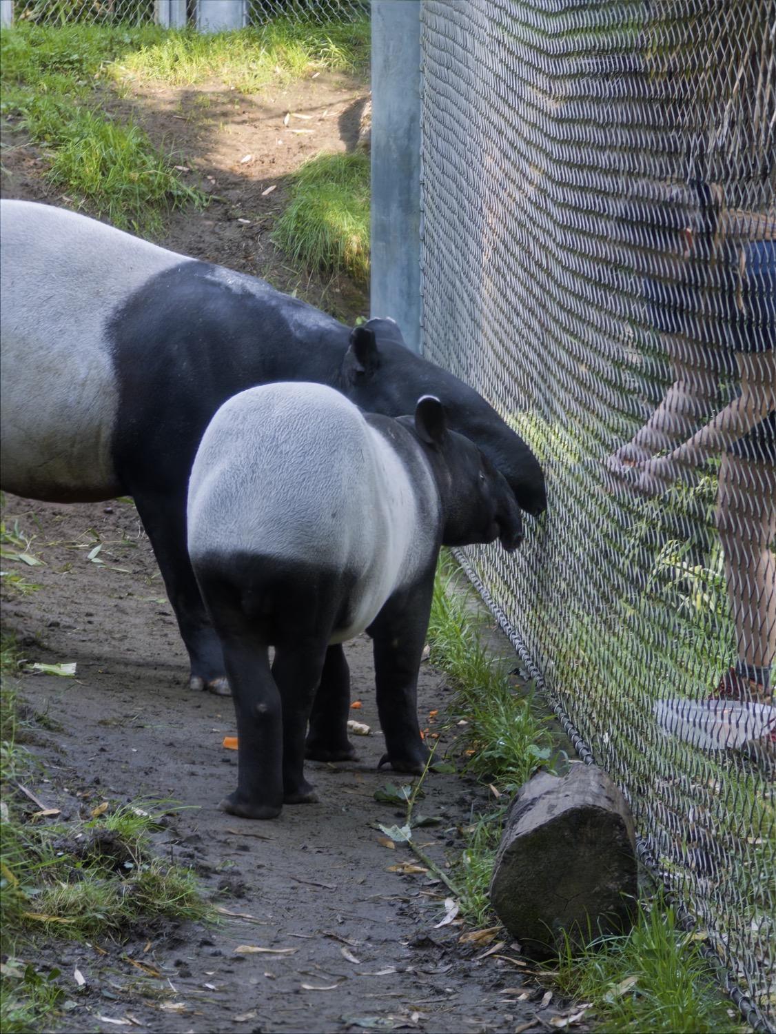 A parent and juvenile tapir stand next to a fence as a zookeper feeds them.