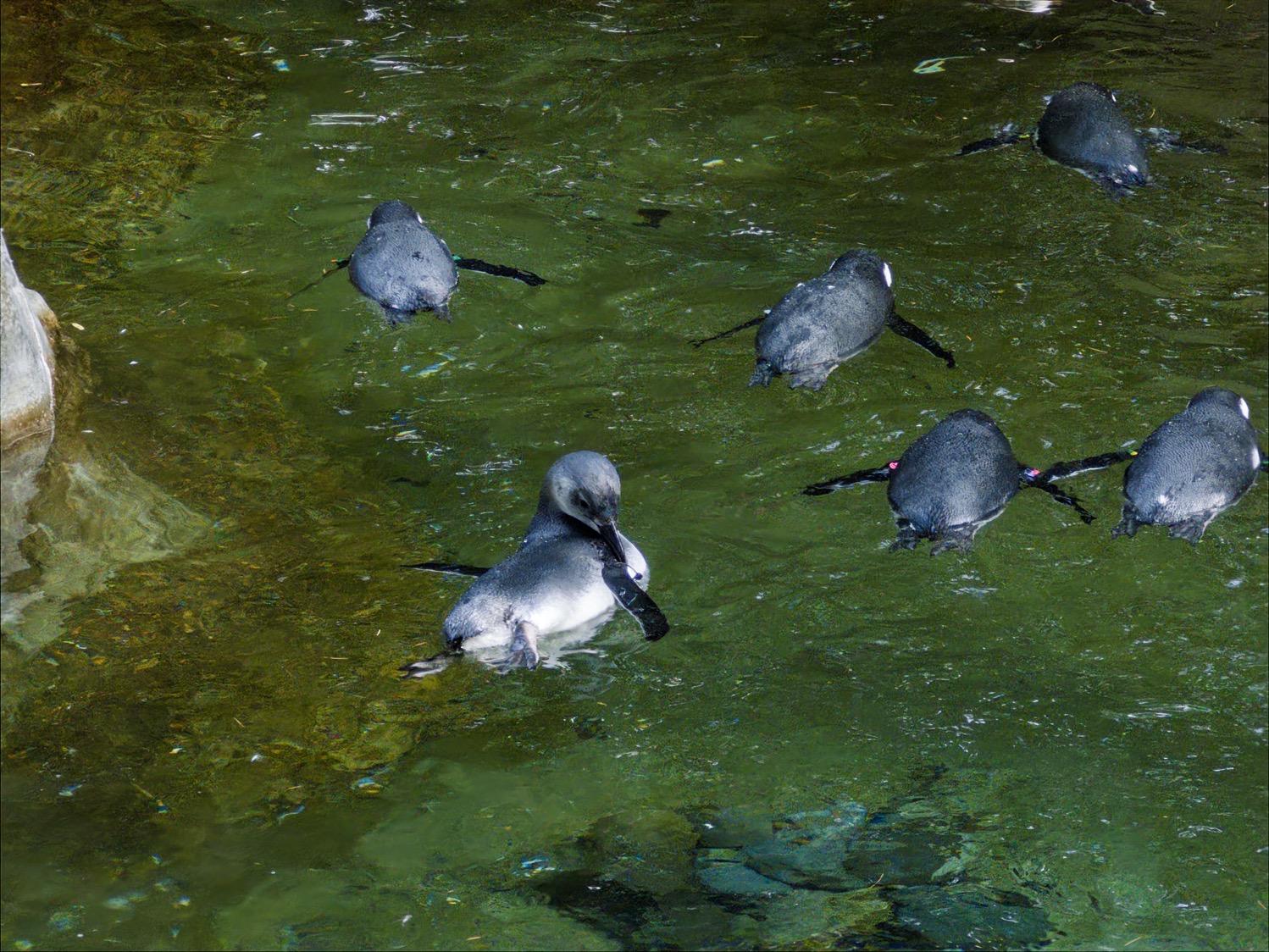 Six penguins swim in a pool, one is more silvery and hasn't yet gained its black and white plumage.