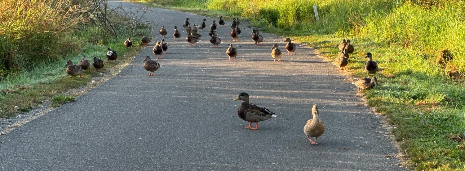 A flock of about 40 ducks standing across a bike path.