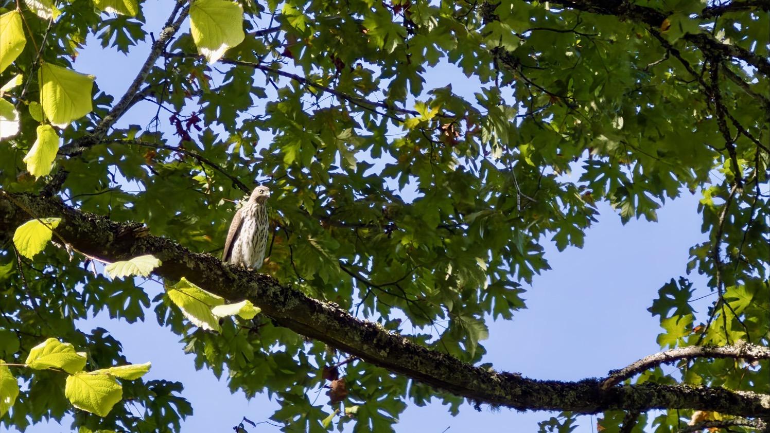 A hawk sits on a branch of a tree under green leaves and a blue sky.