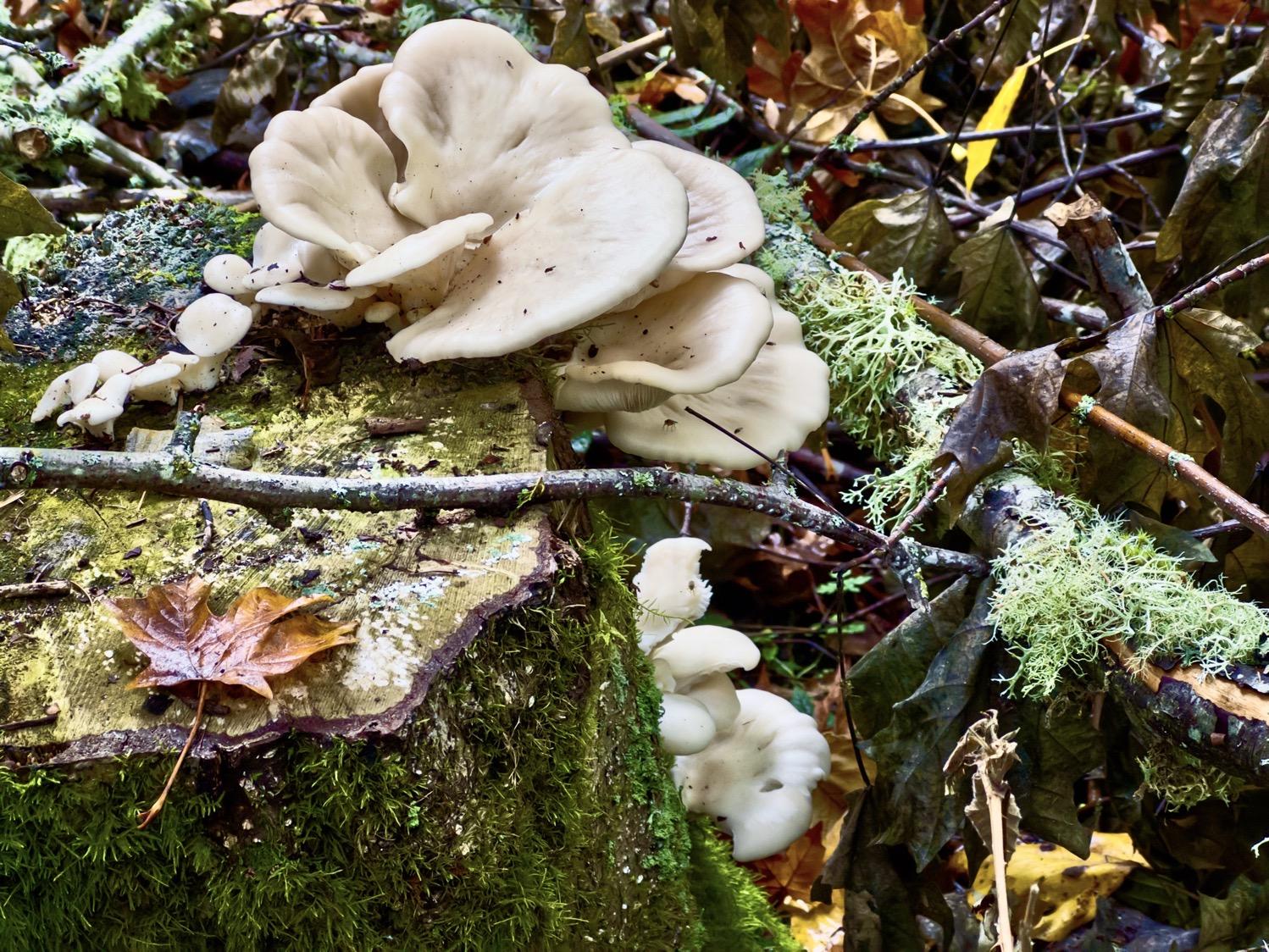 Pale mushrooms kind of resembling flattened cauliflower grow out of a moss-covered tree stump on a forest floor.