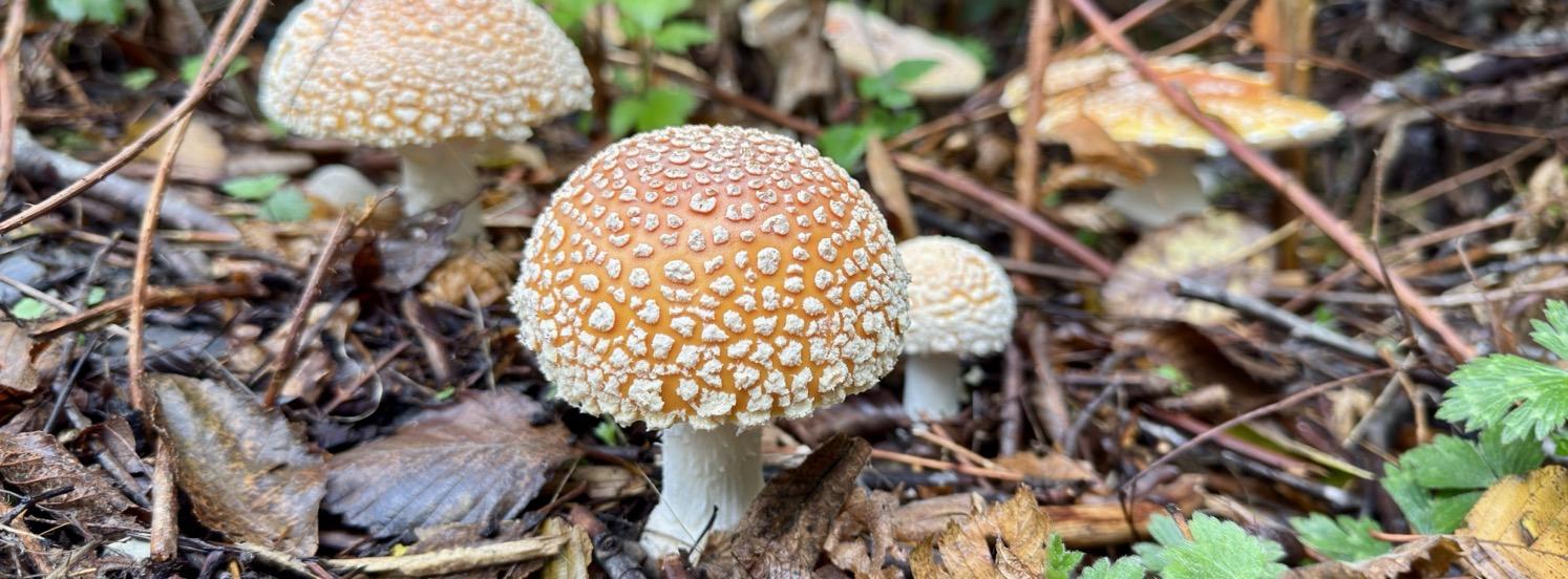Wide shot of three mushrooms on the forest floor, with rounded orange caps with raised white spots.