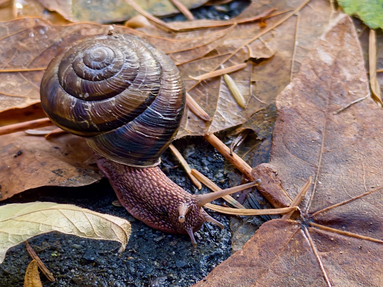 A snail crawls over a leaf-strewn path.