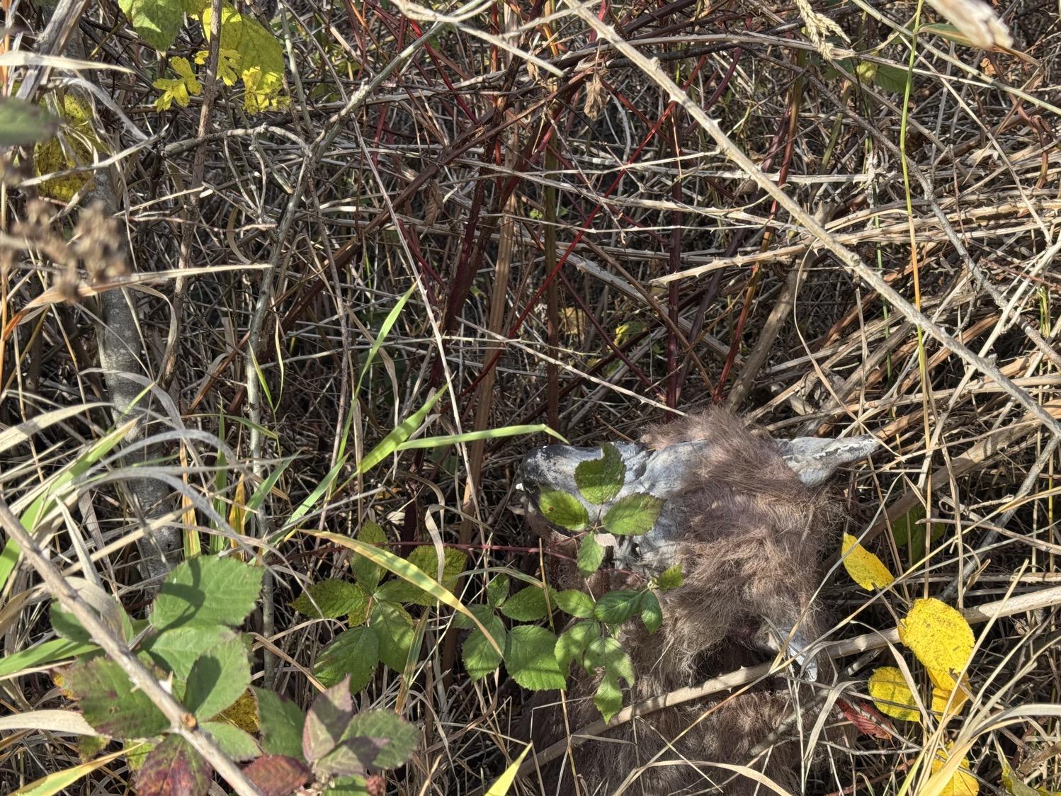 Something that looks like the decaying skull of a dog in the midst of thorny bushes.