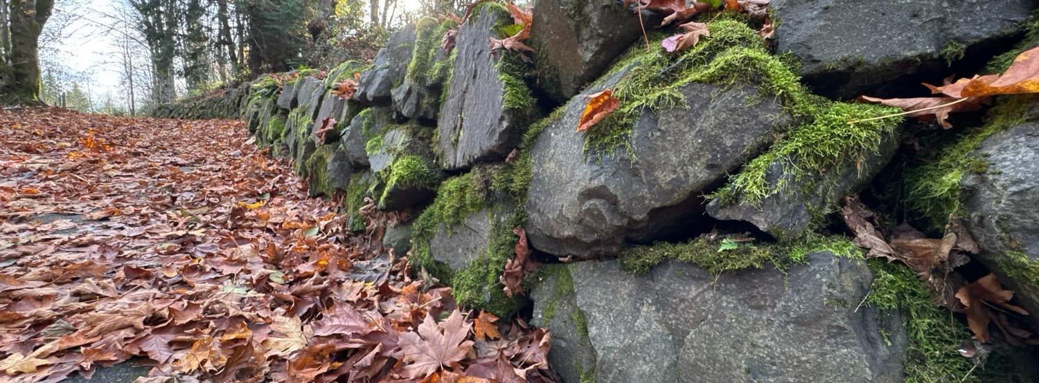 A mossy rock wall receeds into the distance next to a path covered with fall leaves.