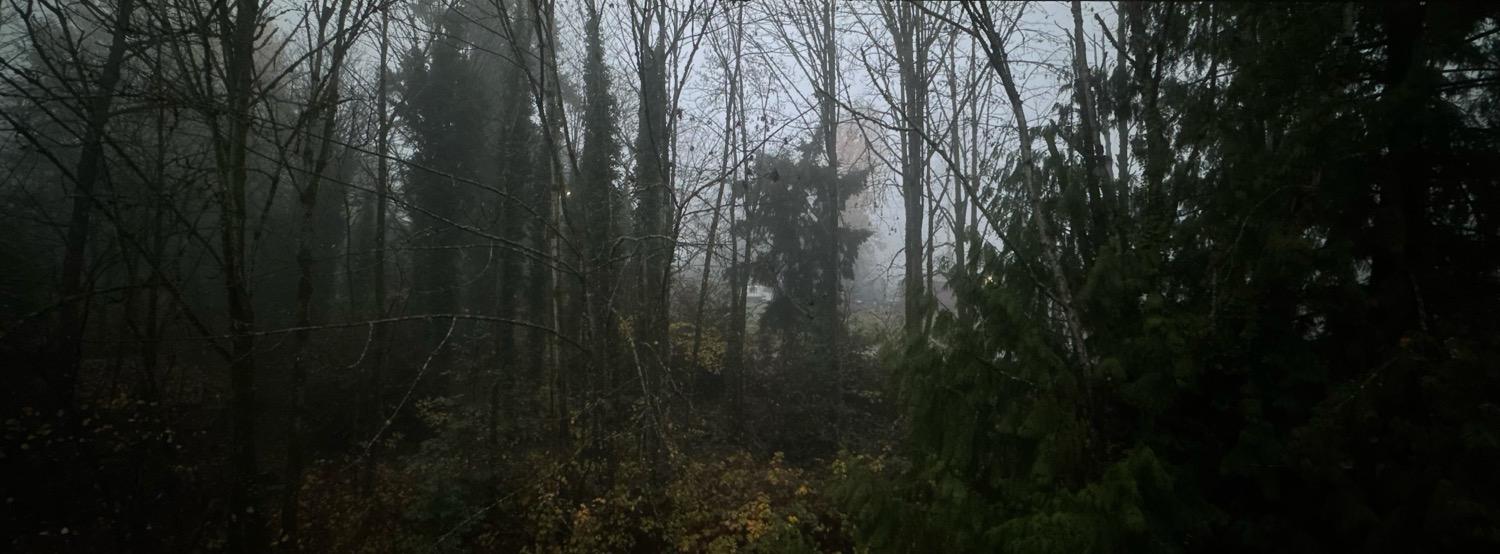 Wide-angle shot of fall trees shrouded in morning fog.