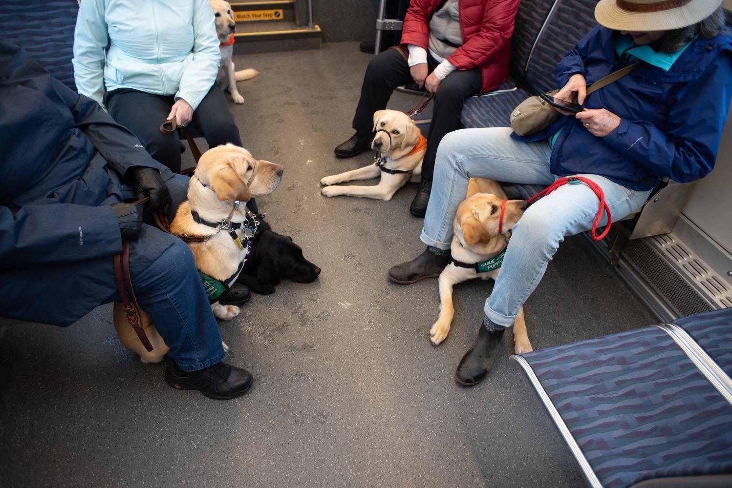 Light Rail Federal Way Extention Accessibility Tour - 063.jpg Four people seen from the shoulders down sitting in a light rail car, three of them with golden labrador dogs wearing "guide dog puppy" vests.