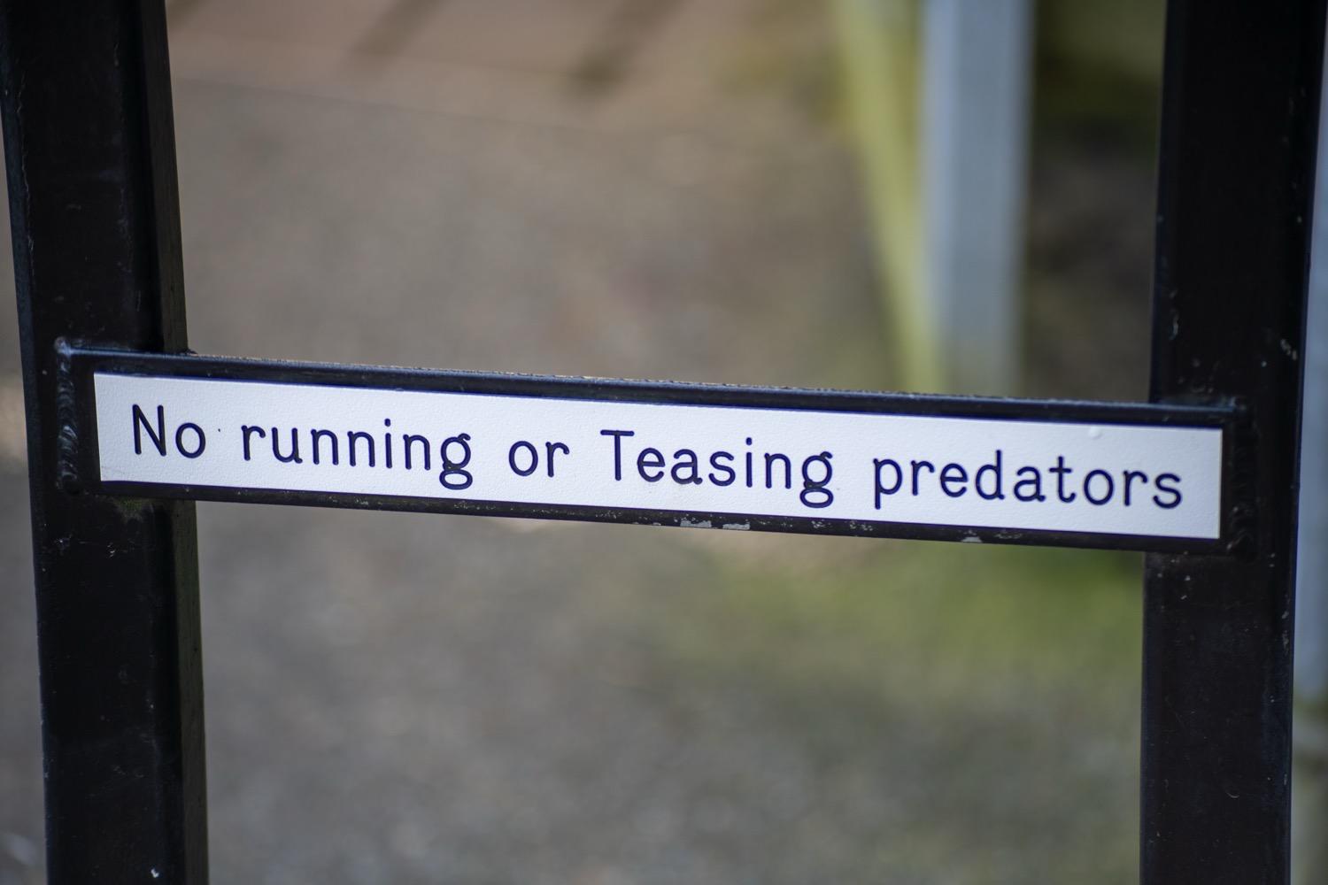 Cougar Mountain Zoo - 035.jpg A sign on a gate that says 'no running or teasing predators'.