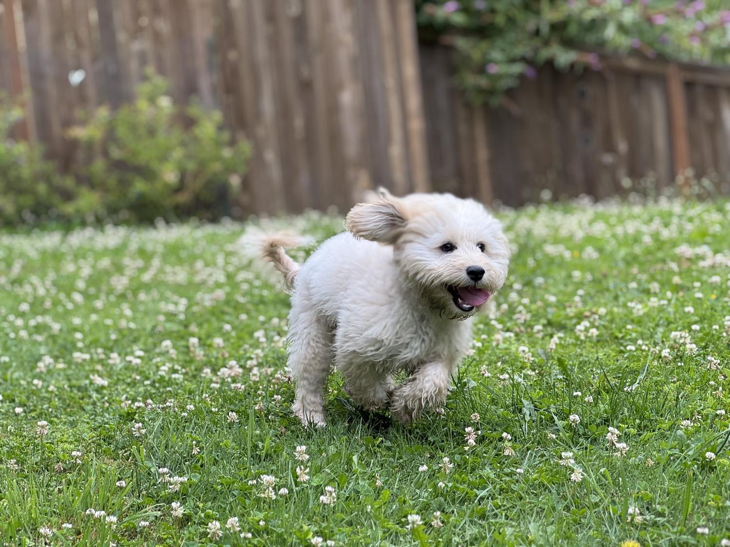 IMG_6324.jpeg An adorable cream and white puppy runs through a yard with its tongue hanging out.